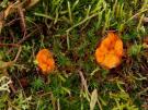 Groot oranje mosschijfje (ascomyceet)