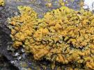 Xanthomendoza fallax (licheen)
