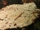 Geelrood dwergkorstje (korstzwam)