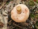 Bittere boleet (boleet)