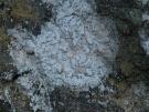Sparria endlicheri (licheen)