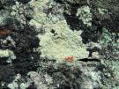 Sparria endlicheri (licheen)