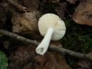 Geraniumrussula (plaatjeszwam)
