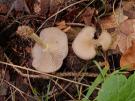 Clitocybe subspadicea (plaatjeszwam)
