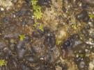 Didymelopsis pulposi (licheen)