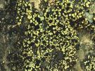 Rhizocarpon viridiatrum (licheen)