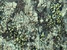 Rhizocarpon viridiatrum (licheen)
