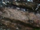 Opegrapha lithyrga (licheen)