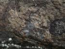 Opegrapha lithyrga (licheen)