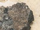 Clauzadea monticola (licheen)