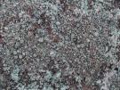 Lecanora swartzii (licheen)