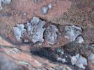 Umbilicaria grisea (licheen)
