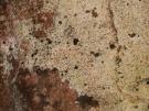 Opegrapha hochstetteri (licheen parasiet)