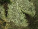 Porpidia hydrophila (licheen)