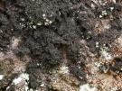 Racodium rupestre (licheen)