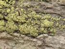 Lecanora epanora (licheen)