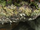 Arthrorhaphis grisea (licheen parasiet)