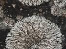 Lobothallia melanaspis (licheen)