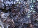 Umbilicaria hyperborea (licheen)