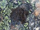 Umbilicaria hyperborea (licheen)