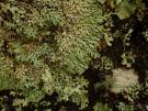 Menegazzia terebrata (licheen)