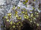 Acarospora lavicola (licheen)