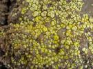 Acarospora lavicola (licheen)