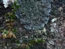Pannaria tavaresii (licheen)