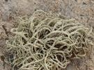 Ramalina pluviariae (licheen)