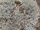 Lobothallia farinosa (licheen)