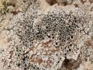 Thelomma mammosum (licheen)
