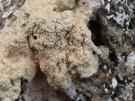 Pertusaria rupicola (licheen)