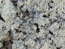 Diploicia subcanescens (licheen)