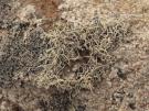 Ramalina pluviariae (licheen)