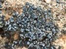 Thalloidima albilabrum (licheen)