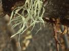 Ramalina huei (licheen)