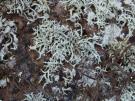Ramalina deminuta (licheen)
