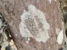 Lecanora rubicunda (licheen)