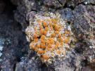 Gyalolechia desertorum (licheen)