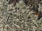 Ramalina confertula (licheen)