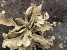 Ramalina bourgaeana (licheen)
