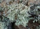 Ramalina erosa (licheen)