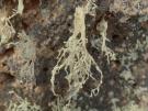 Ramalina erosa (licheen)