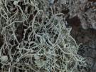 Ramalina nematodes (licheen)