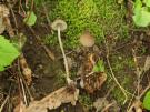 Voorjaars mycena (plaatjeszwam)