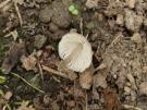 Voorjaars mycena (plaatjeszwam)