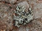 Hypogymnia austerodes (licheen)
