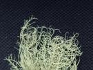 Usnea glabrescens (licheen)