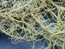 Usnea glabrescens (licheen)