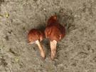 Compostcollybia (plaatjeszwam)
